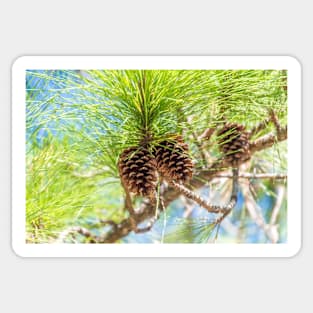 Pine cones on a tree Sticker